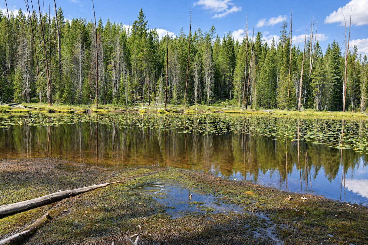 Quiet lake edged by trees